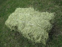 Hlavní foto k inzerátu č. 100029 - Prodám seno, vhodně pro ovce nebo králíky, 60kč...
