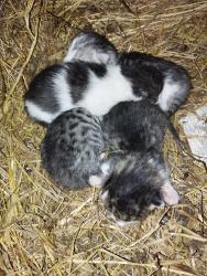 Hlavní foto k inzerátu č. 113367 - Zdravim cca za 2 mesice budou k darovani kocick...