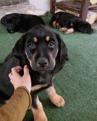 Hlavní foto k inzerátu č. 41320 - Prodám štěňata -Matka labrador zkřížený s hovaw...