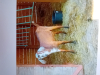Další foto k inzerátu č. 126539 - Prodám kozu po 2 kůzlatech.Bezrohá i různá kůzl...