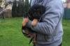 Další foto k inzerátu č. 41320 - Prodám štěňata -Matka labrador zkřížený s hovaw...