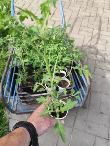 Inzerát č. 138620 - Prodám sazenice rajčat odrůda Strabena malé cherry asi 20...