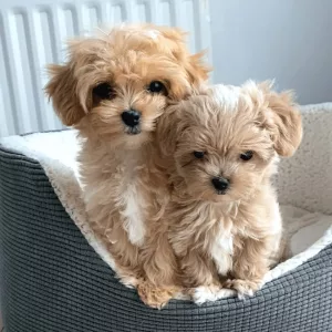 Inzerát č. 139937 - Nabízíme krásná štěňata Maltipoo F1. Oba rodiče žijí s ná...