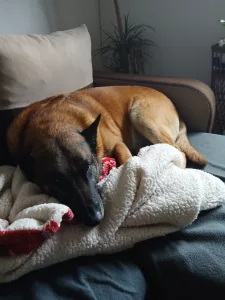Inzerát č. 140159 - Shanime hlidani pro naseho pejska, belgicky ovcak malinoi...