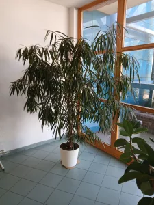 Inzerát č. 140224 - Prodám Fikus dlouholistý vysoký cca 220 cm. Cena 1000 Kč.