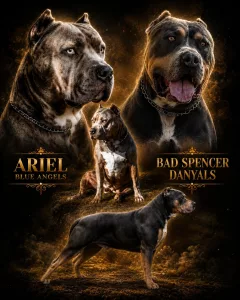 Inzerát č. 140269 - Okouzlující štěňátka american bully XL se poohlíží po nov...