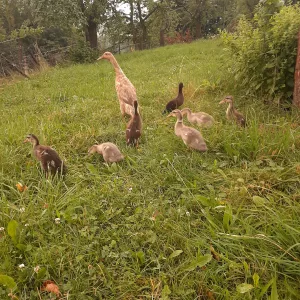 Inzerát č. 140774 - Prodám 6 týdnu staré kačata indického běžce. Cena 150,-/k...