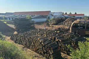 Inzerát č. 140814 - PALIVOVÉ DŘEVO Z NAŠEHO LESA    VÝPRODEJ ZÁSOB OD 800 Kč ...