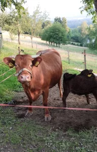 Inzerát č. 140950 - Nabízíme pěknou kravičku Dexter s jejím telatkem jalovičk...