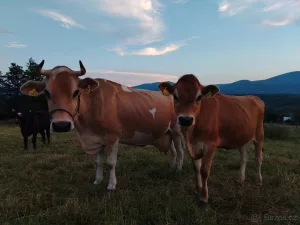Inzerát č. 141324 - Prodám jalovičku 100% jersey.   Je klidná, zvyklá na ohra...