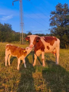 Inzerát č. 141326 - Prodám jalovičku čistého plemene Česká Strakatá (Čestr), ...