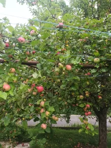 Inzerát č. 141385 - Nabízím  samo zber  jablek kg za 15 kc