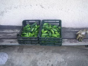 Inzerát č. 141544 - Prodam nakladacky 9 kilo, cena 30 kc kg