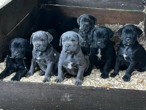 Inzerát č. 141862 - Rozkošná štěňátka Cane Corso k adopci    Naše roztomilá š...
