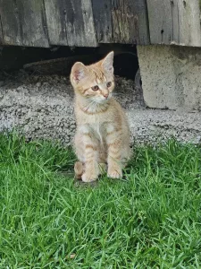 Inzerát č. 141863 - Daruji 2 rezavé kocoury, 1 rezavou kočičku-na obrázku prv...