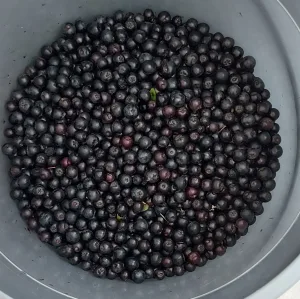 Inzerát č. 142339 - Prodám čerstvě nasbíraný zrálý černý jeřáb (aronie), vhod...