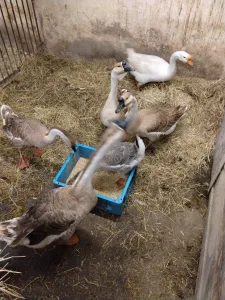 Inzerát č. 142785 - Prodám husy labutí, kačky pižmové,králík,nutrie,selata vi...