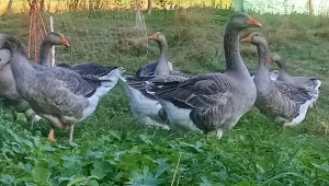 Inzerát č. 143292 - Husa v kuchyňské úpravě z domácího chovu "na samotě u les...