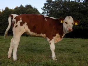Inzerát č. 144050 - Prodám jalovičku plemene Česká Strakatá, stáří skoro 5 mě...