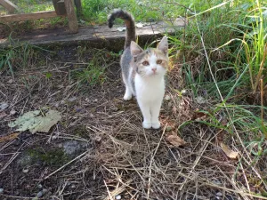 Inzerát č. 144052 - Daruji kočku, 4 měsíce. Je zvyklá pouze venku.     Milíkov