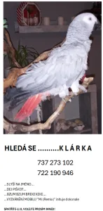 Inzerát č. 144263 - Hledá se....Klárka