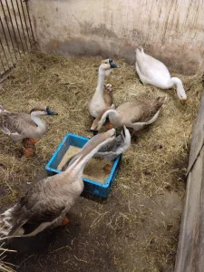 Inzerát č. 144632 - Prodám husy labutí, kačky pižmové,nutrie,selata vietnamsk...