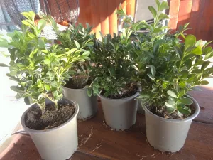 Inzerát č. 144796 - Prodám 15 ks BUXUS,cena 15 kč/ks