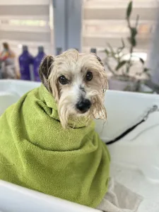 Inzerát č. 145060 - 🐾 PSÍ SALÓN NA RANČI 🐾    Kompletní péče o vašeho pejska ...