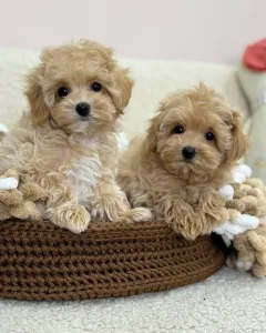 Inzerát č. 145245 - Maltipoo štěňata  Dobrý den prodám nádherná čistokrevné š...